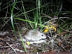 Rattus tunneyi collecting seed from Macrozamia pauli-guilielmi.jpg