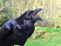 Raven croak.jpg