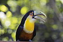 Red-breasted Toucan.jpg