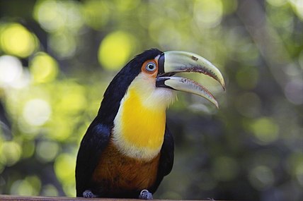 On peut rencontrer des toucans dans le parc national d'Iguazú. Ici un toucan à ventre rouge (Ramphastos dicolorus).