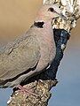 Red-eyed Dove Streptopelia semitorquata at Marievale Nature Reserve, Gauteng, South Africa (32587271263).jpg