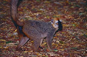 Red-fronted Brown Lemur (Eulemur rufifrons) male (9597806847).jpg