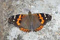 Description de l'image Red admiral Periyar TR.jpg.