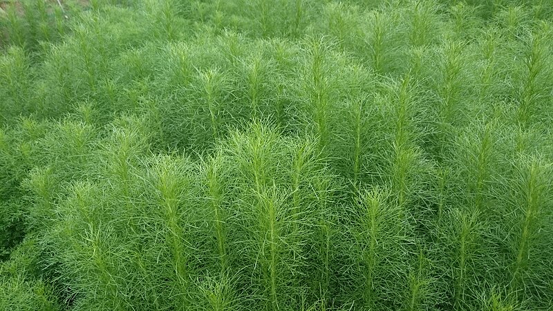 File:Redstem wormwood (Artemisia scoparia) 1.jpg