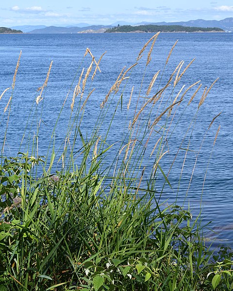 File:Reed Canary Grass (Phalaris arundinacea) - Stavanger, Norway 2021-08-03.jpg