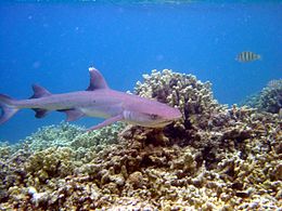 Reef0606 - Flickr - NOAA Photo Library.jpg