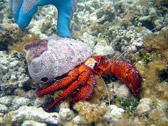 Reef0616 - Flickr - NOAA Photo Library.jpg