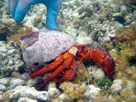 Tập_tin:Reef0616_-_Flickr_-_NOAA_Photo_Library.jpg