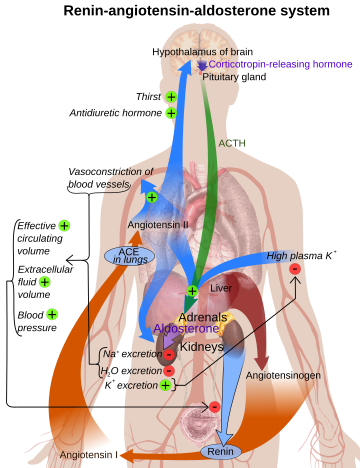 File:Renin-angiotensin system in man shadow.svg