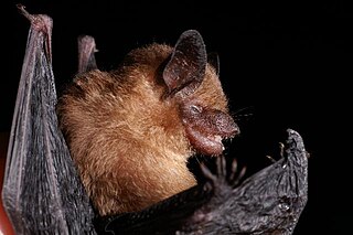 Yucatan yellow bat species of mammal