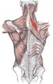 Rhomboid minor muscle (red)