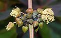 * Nomination male flowers and buds of the Castor Oil Plant (Ricinus comunis) -- Alvesgaspar 23:53, 18 April 2010 (UTC) * Promotion QI and useful --Archaeodontosaurus 06:07, 19 April 2010 (UTC)