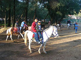 Baguio lovak lovagoltak a Wright Parkban