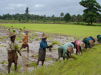 Rice farming in Myanmar, 2006