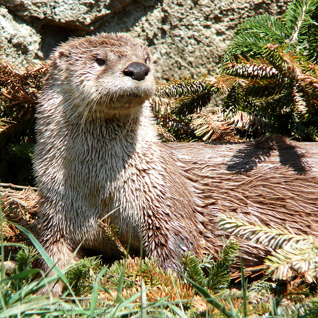 north american river otter habitat