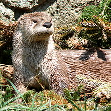 The North American river otter's sensitive whiskers allow it to detect prey in murky water River Otter-27527.jpg