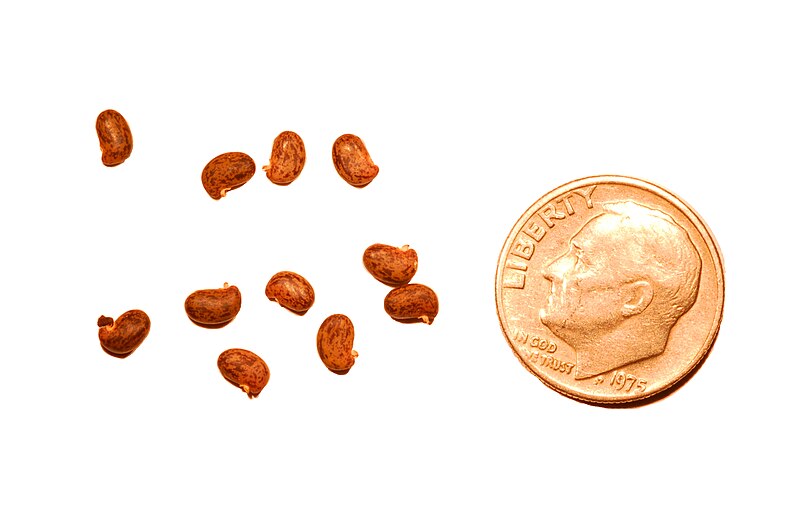 File:Robinia pseudoacacia seeds 2.JPG