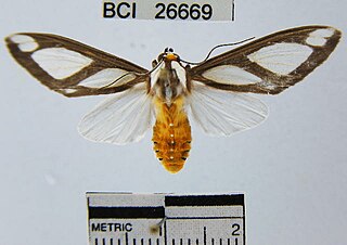 <i>Robinsonia deiopea</i> Species of moth