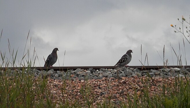 Rock Doves (Columba livia) on Train Track