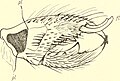 Rhagodes melanus の雄の鋏角（内側）