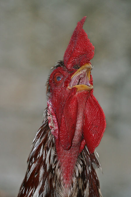 Fail:Rooster crowing close-up.jpg