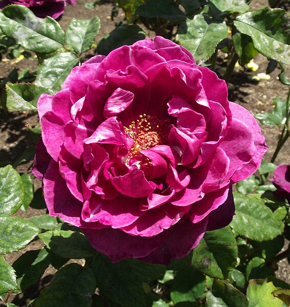 File:Rosa-intrigue.jpg