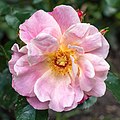 Rosa 'Exotic Sunset' (d.j.b).jpg