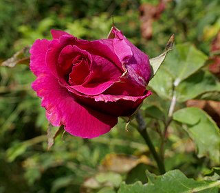 <i>Rosa</i> George Dickson Red hybrid tea rose cultivar