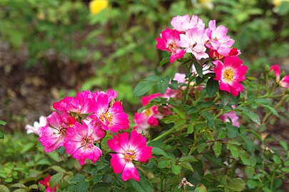 Rosa 'Pink Drift'