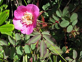Rosa nipponensis 2.JPG