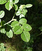 Rosa rubiginosa leaf (15).jpg