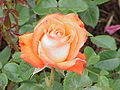 Rosa 'Königin der Rosen' in Rosarium