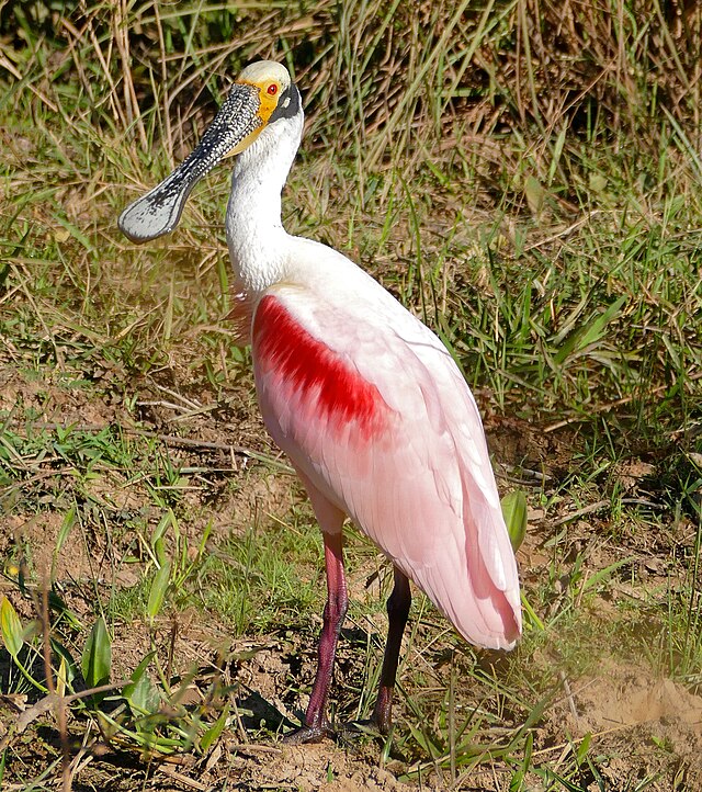 File:Roseate_Spoonbill_(Platalea_ajaja)_(30675303153).jpg