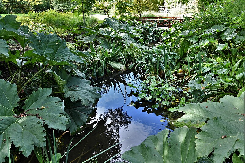 File:Rosemoor, RHS Garden, Stream Garden and Rock Gully 1 - geograph.org.uk - 5953753.jpg