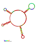 RsaD: Secondary structure of RsaD. Rfam family RF01819