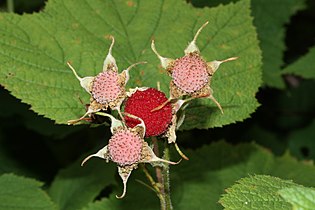   Rubus parviflorus