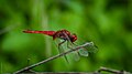 Ruddy Marsh Skimmer.jpg