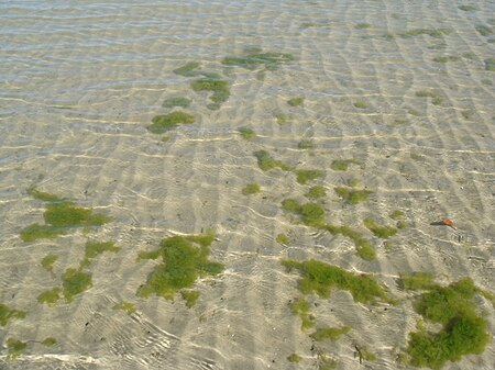 Fail:Rumpai_laut_di_pesisir_pantai_Teluk_Kemang,_Port_Dickson,_Negeri_Sembilan.JPG