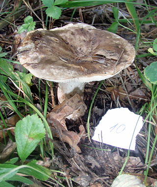<i>Russula acrifolia</i> Species of fungus