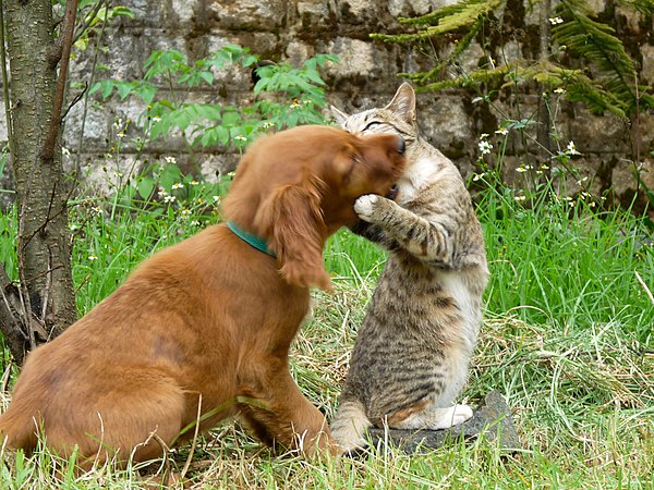 9-week old puppy plays with cat