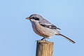 Southern gray shrike (Lanius meridionalis)