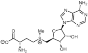 S-Adenozylmetionín