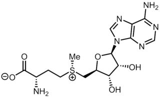 <i>S</i>-Adenosyl methionine Chemical compound