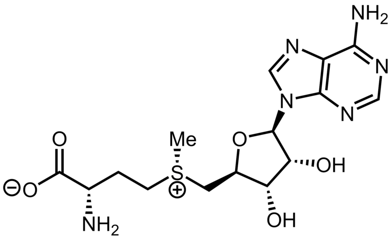 File:S-adenosyl methionine.png