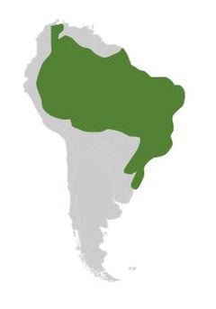 Distribuição geográfica de S. annulatus