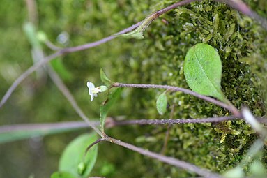 Close-up of flower