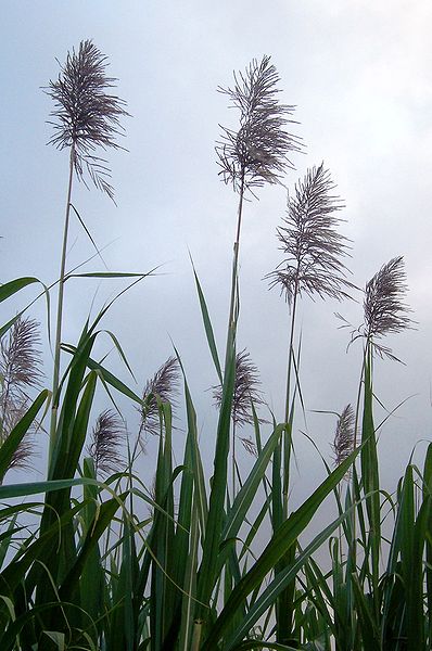 File:Saccharum officinarum flowers.JPG