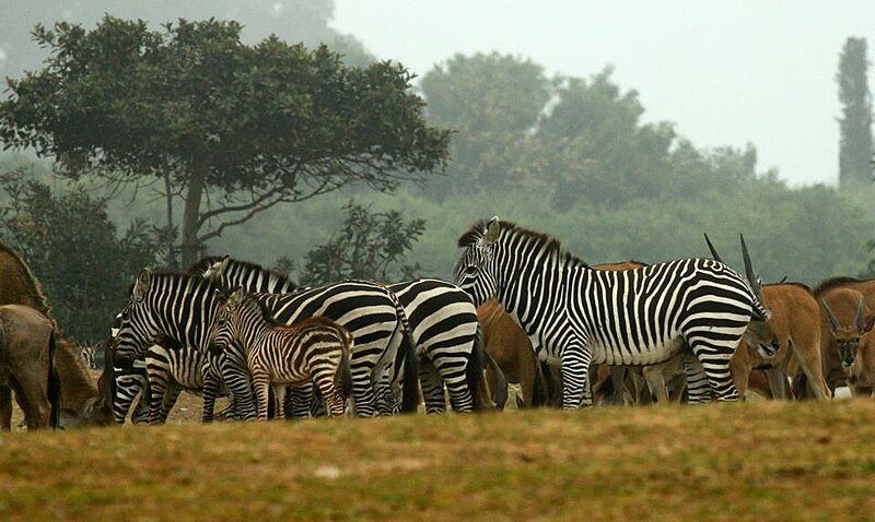 File:Safari park.jpg