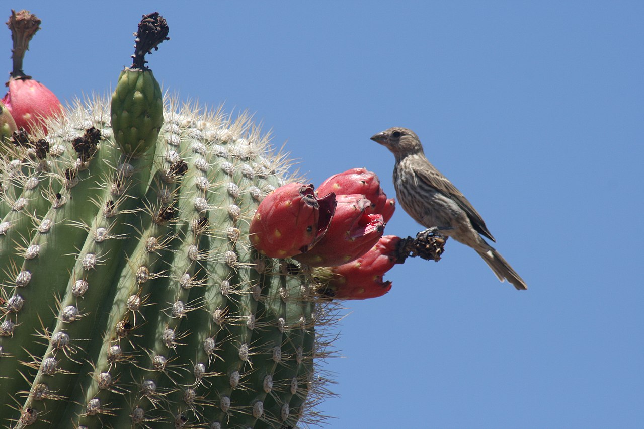 Ficheiro:Saguaro cactus fruits with bird.jpg – Wikipédia, a ...