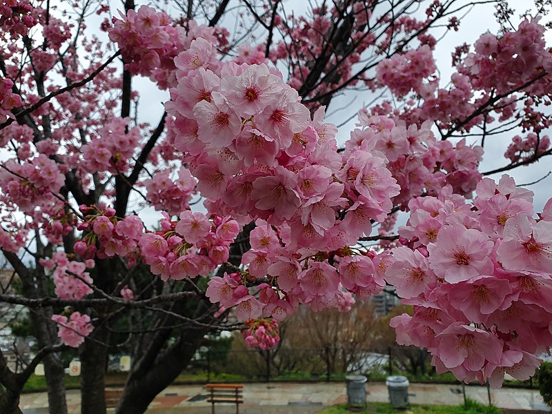 File:Saigoyama park during rainy hanami season 4.jpg
